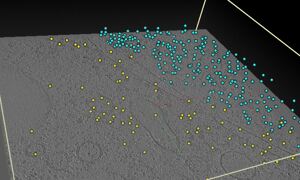 Cryo-electron tomography image.